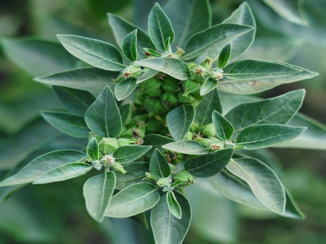 Ashwagandha: Sve Što Treba da Znate o Ovom Moćnom Adaptogenu